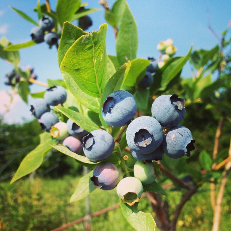 Trofarello Agriturismo Fruttirossi מראה חיצוני תמונה